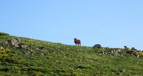 Our neighbours observing us in the morning