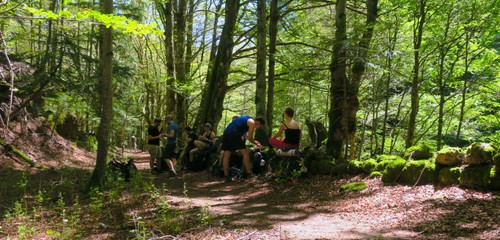 In the forest, protected from the sun