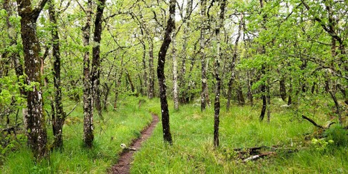 Forest in Saint-Vallier-de-Thiey