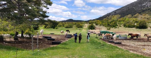 Passing by some horses