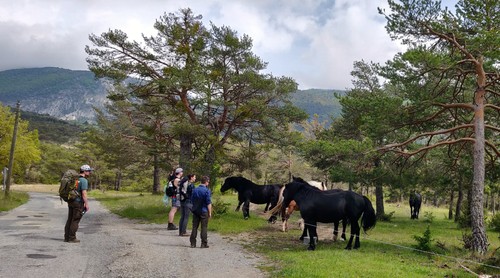 Mingling with more horses on the way back
