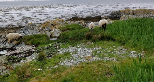 Sheep grazing at the shore