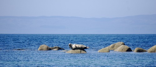 Seals chilling in the sun not far from the shore