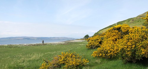 Plants at the shore in Catacol