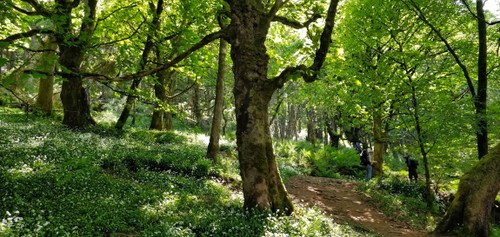 Walking through the forest again